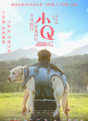貓科動物：奇妙的動物家族